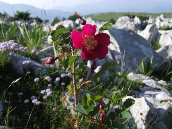 Rosa pendulina / Rosa alpina